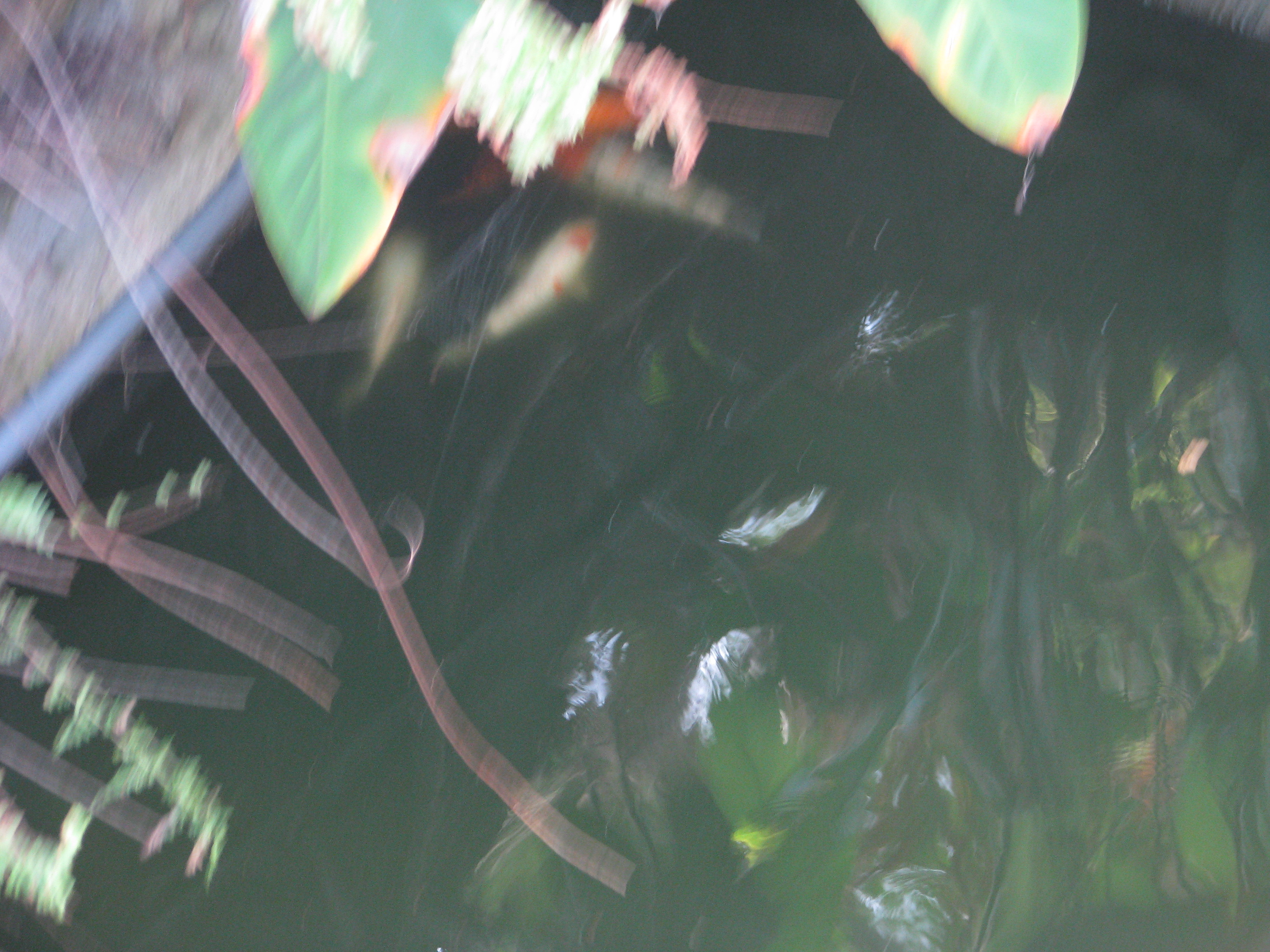 IMG 9678